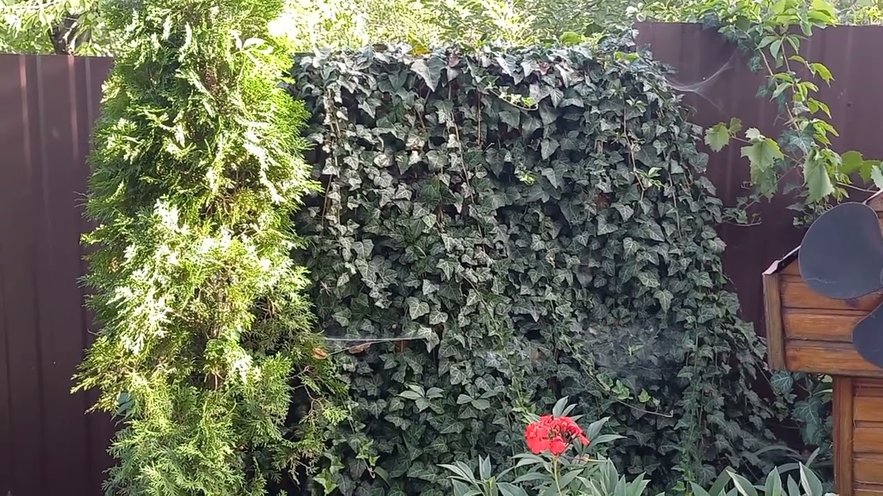 Cum să alegi plante cățărătoare cu creștere rapidă pentru grădina ta