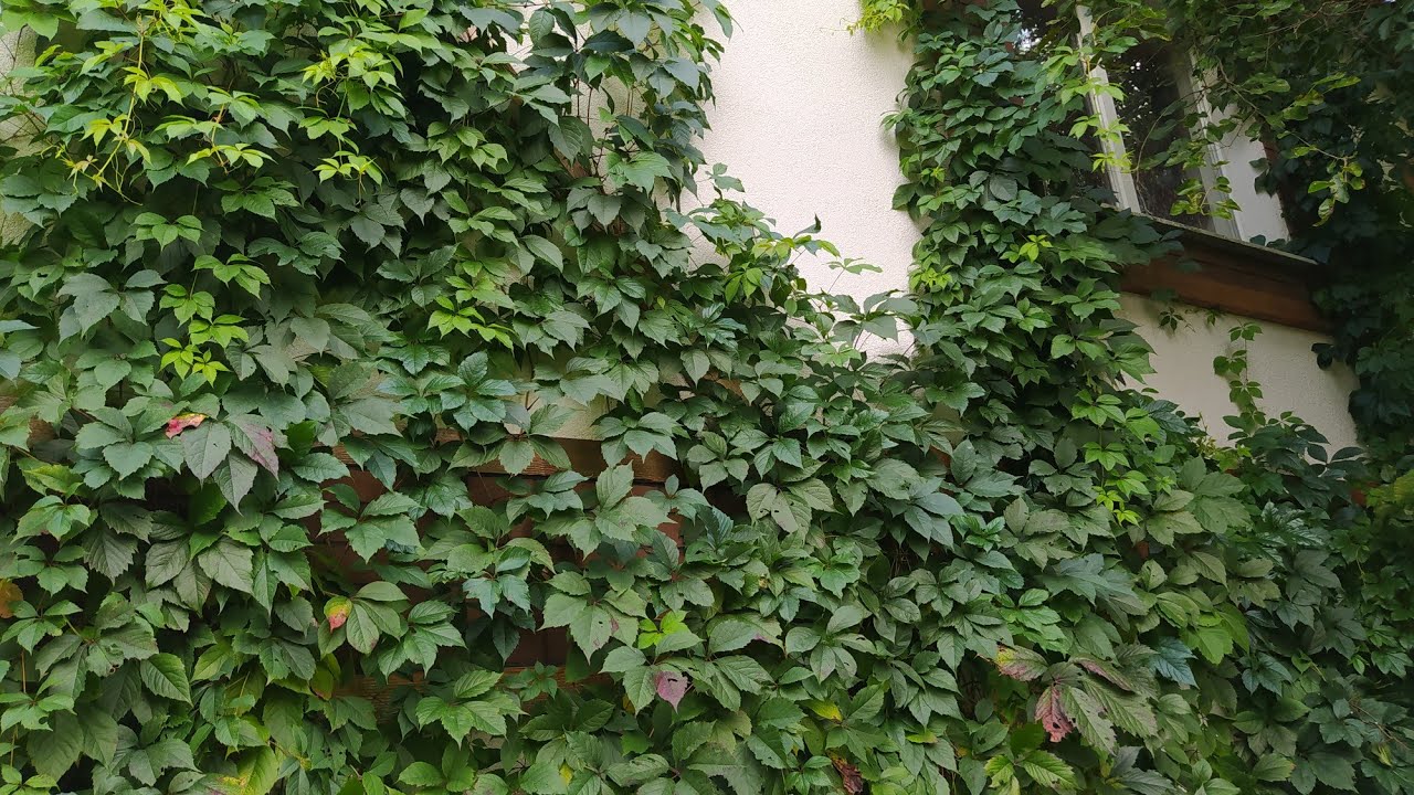 Cum să alegi plante cățărătoare cu creștere rapidă pentru grădina ta