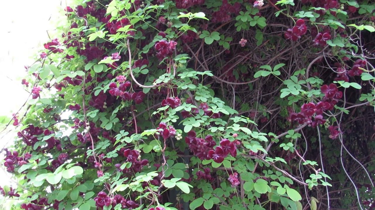 Cum să alegi plante cățărătoare cu creștere rapidă pentru grădina ta