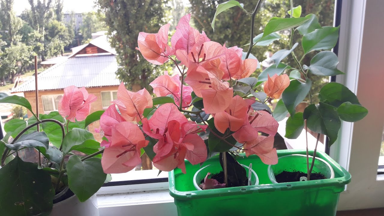 Ce să fac dacă bugenvilia mea nu a înflorit?