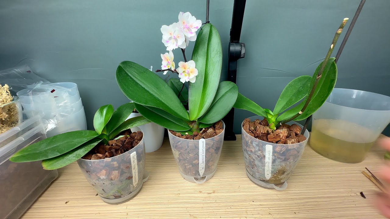 Puneți o mână în ghiveci și orhideea dvs. va înflori una după alta.