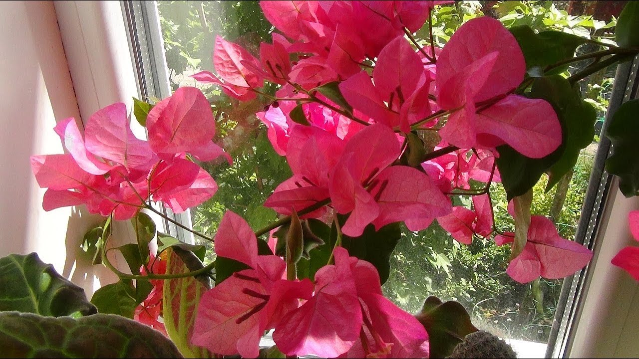 Ce să fac dacă bugenvilia mea nu a înflorit?