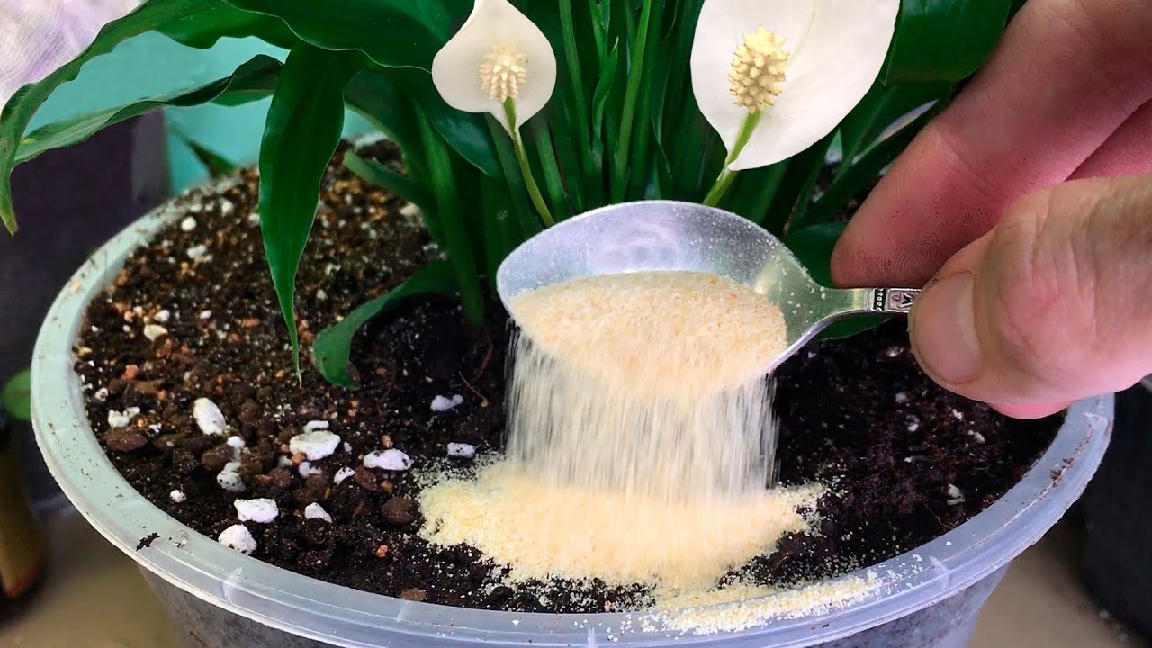 Se deteriorează solul pentru plantele în ghiveci în timpul iernii? Expertul nu are nicio îndoială.