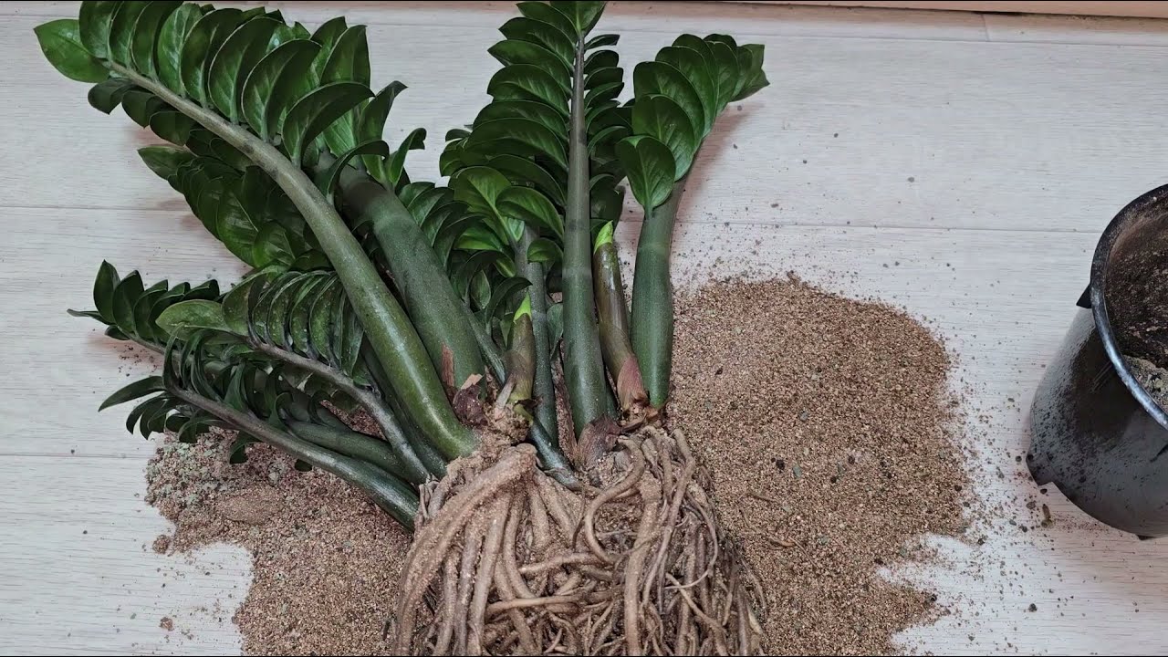 Toată lumea îl tratează ca pe un deșeu. Și totuși, acesta este ingredientul principal al acestui minunat balsam cu zamioculcas.