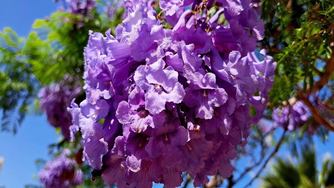 Care plantă oferă cea mai multă umbră și răcorește cel mai bine în timpul verii?