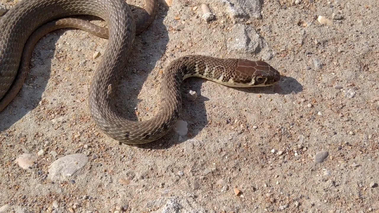 Iată cum natura sfidează limitele foamei: secretul biologic al supraviețuirii șerpilor fără hrană.