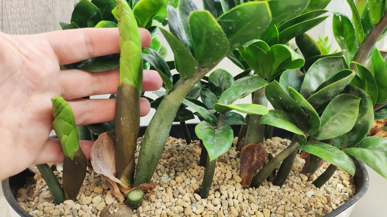 Toată lumea îl tratează ca pe un deșeu. Și totuși, acesta este ingredientul principal al acestui minunat balsam cu zamioculcas.