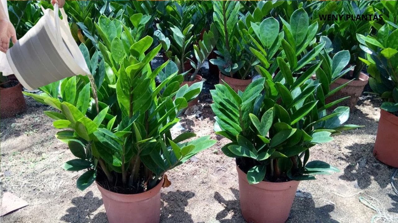 Javier Perez, peisagist și grădinar: „Este cea mai rezistentă plantă de interior, greu de distrus și foarte ușor de îngrijit”.