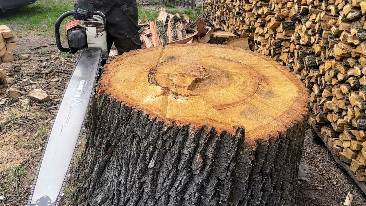 Faceți acest lucru cu ciotul după ce l-ați tăiat. Va dispărea mai repede decât credeți.