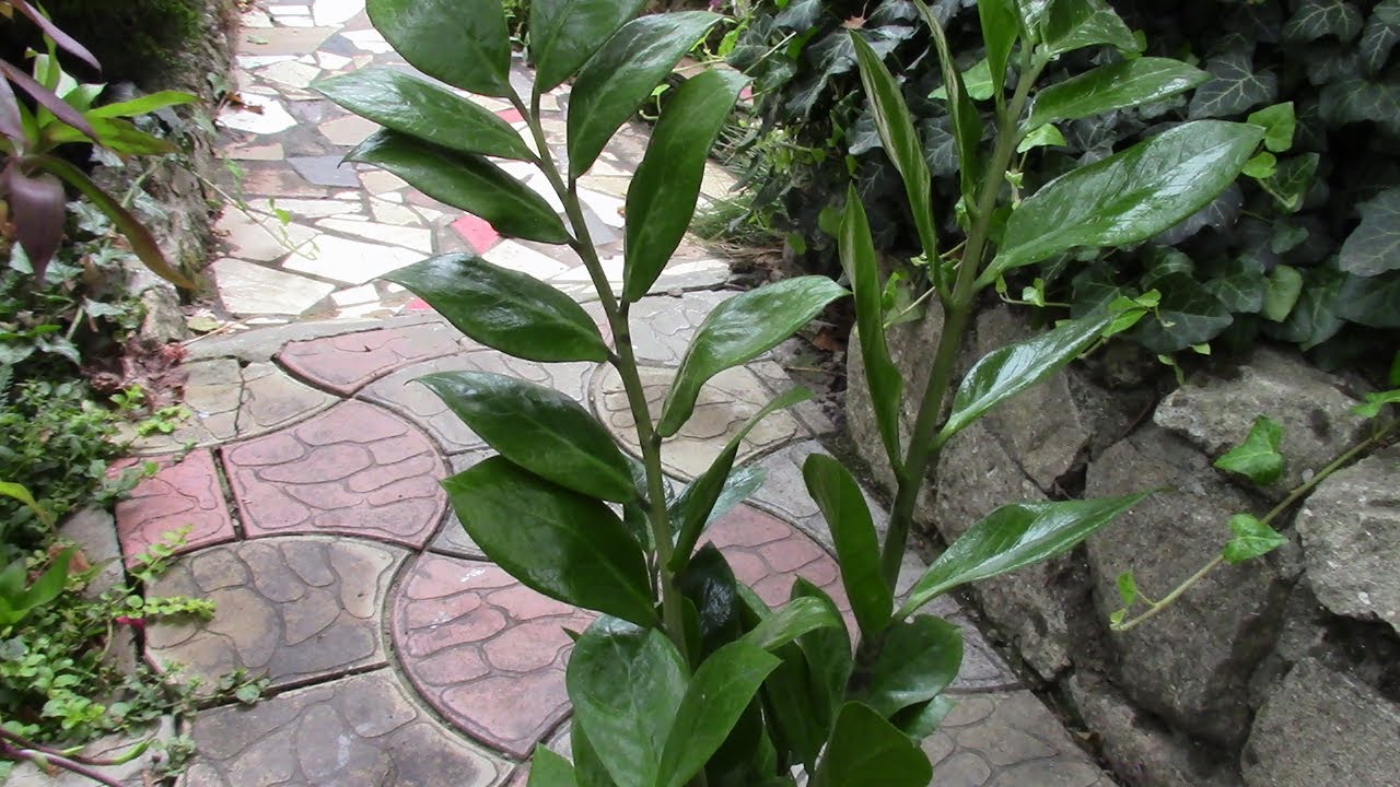 Javier Perez, peisagist și grădinar: „Este cea mai rezistentă plantă de interior, greu de distrus și foarte ușor de îngrijit”.