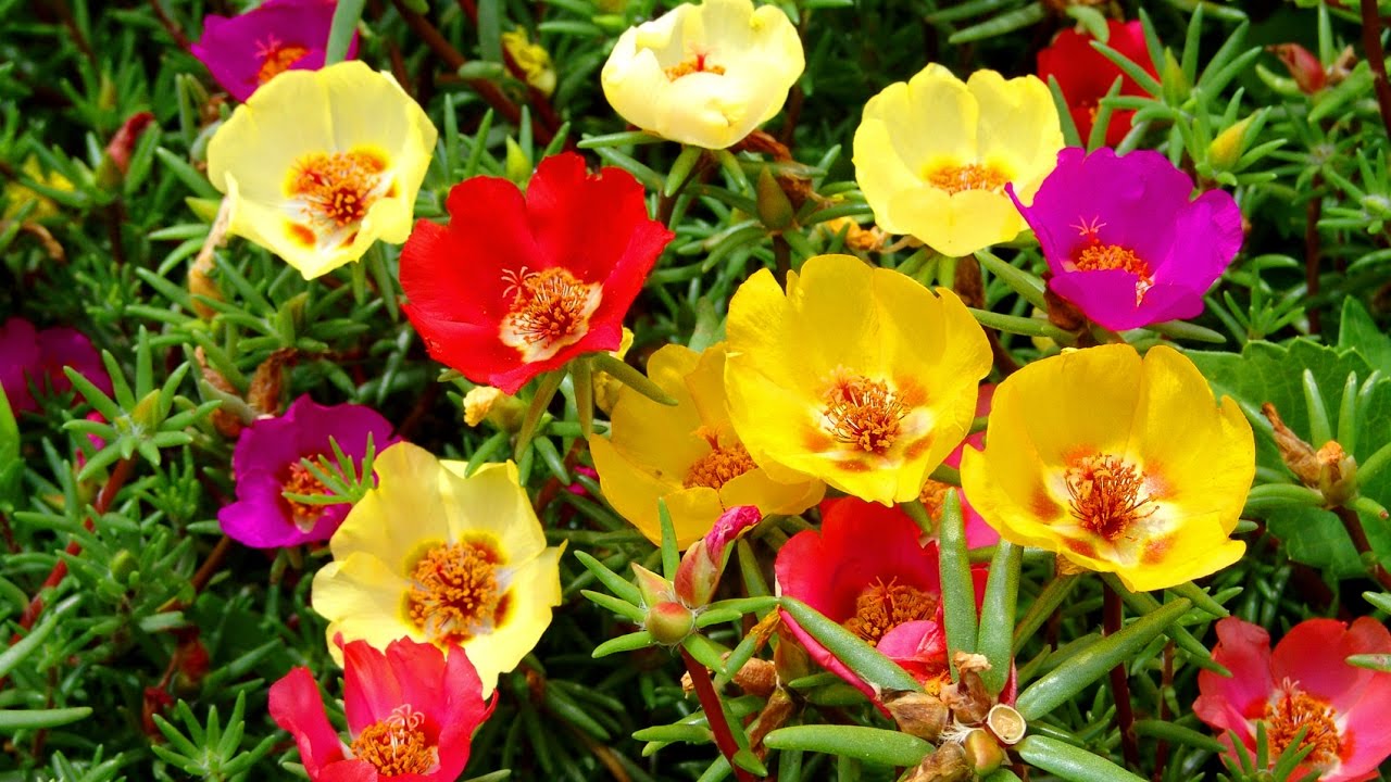 Ce este portulaca, o plantă care suportă bine soarele arzător și poate crește în ghiveci?