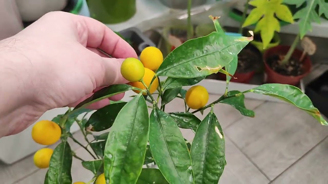 Cum să crești un copac de kumquat într-un ghiveci, pentru a obține fructe proaspete.