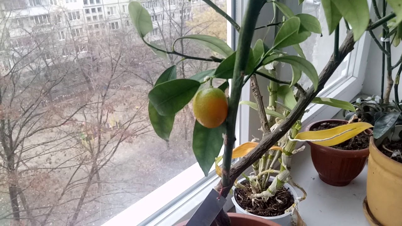 Cum să crești un copac de kumquat într-un ghiveci, pentru a obține fructe proaspete.