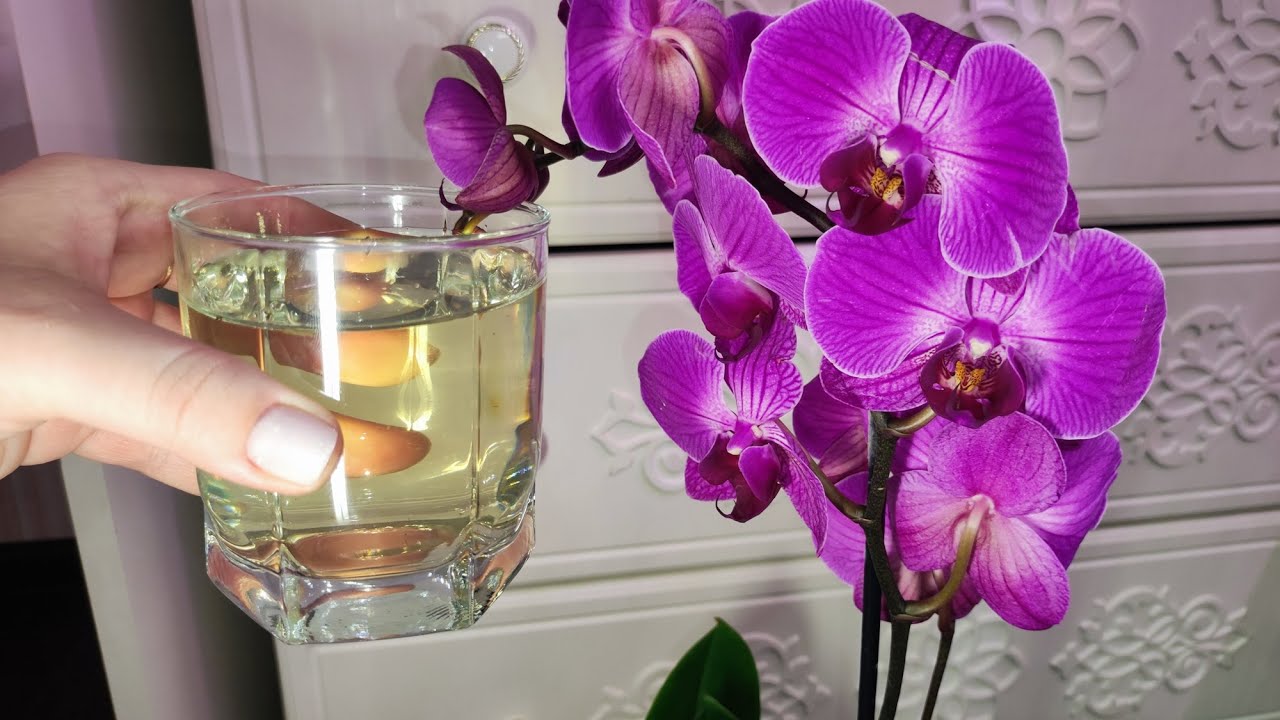 Uitați de îngrășăminte. Schimbați doar apa și orhideea dvs. va înflori.