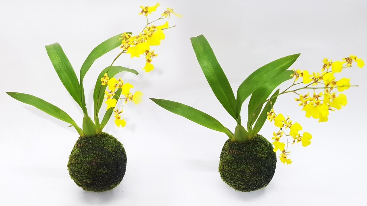 Cum să faci plante kokedama fără ghivece în 15 minute