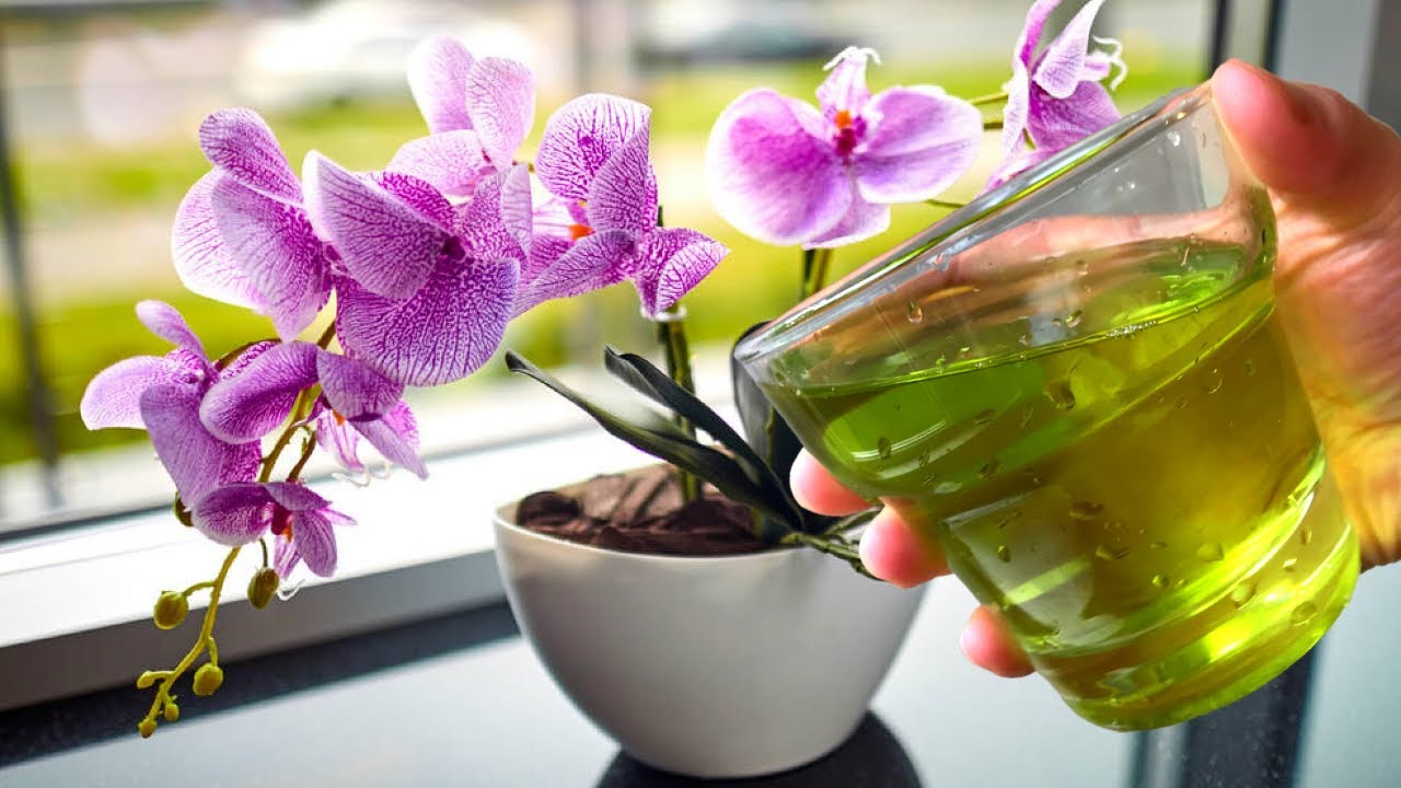 Uitați de îngrășăminte. Schimbați doar apa și orhideea dvs. va înflori.