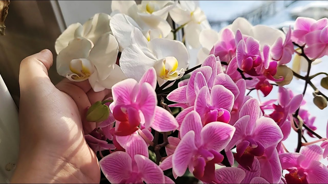 Uitați de îngrășăminte. Schimbați doar apa și orhideea dvs. va înflori.