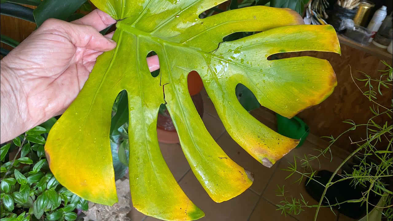 Cum să curățați frunzele monsterei pentru a le face să arate strălucitoare și verzi.