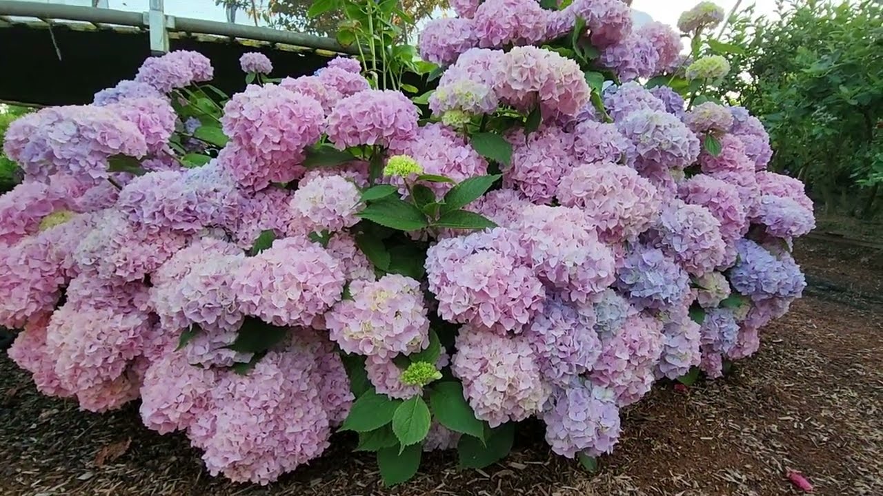 Tunderea hortensiilor: cea mai bună tehnică pentru o înflorire luxuriantă.