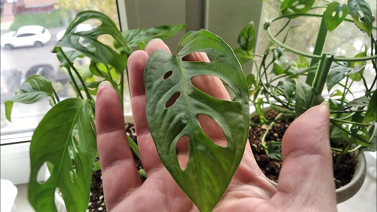 Cum să curățați frunzele monsterei pentru a le face să arate strălucitoare și verzi.