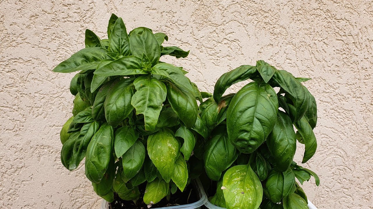 Nu este doar un element decorativ: unde să așezați planta de busuioc pentru a atrage abundența în casa dumneavoastră.