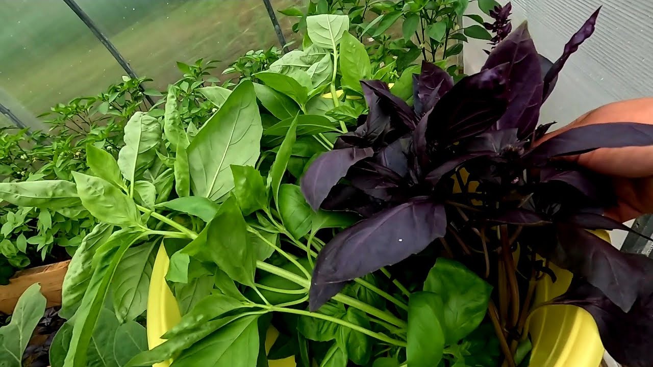 Nu este doar un element decorativ: unde să așezați planta de busuioc pentru a atrage abundența în casa dumneavoastră.