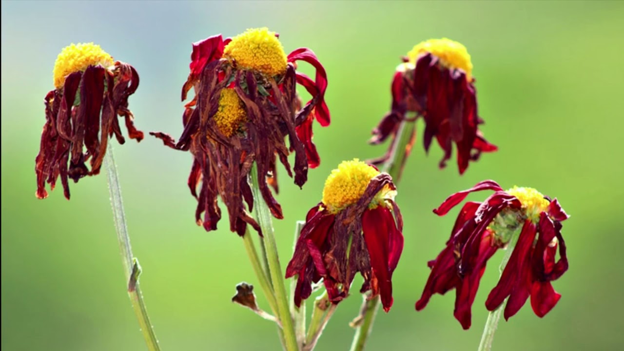 Expert în plante, el cunoaște un secret: „Așa au încetat plantele mele să mai moară”.