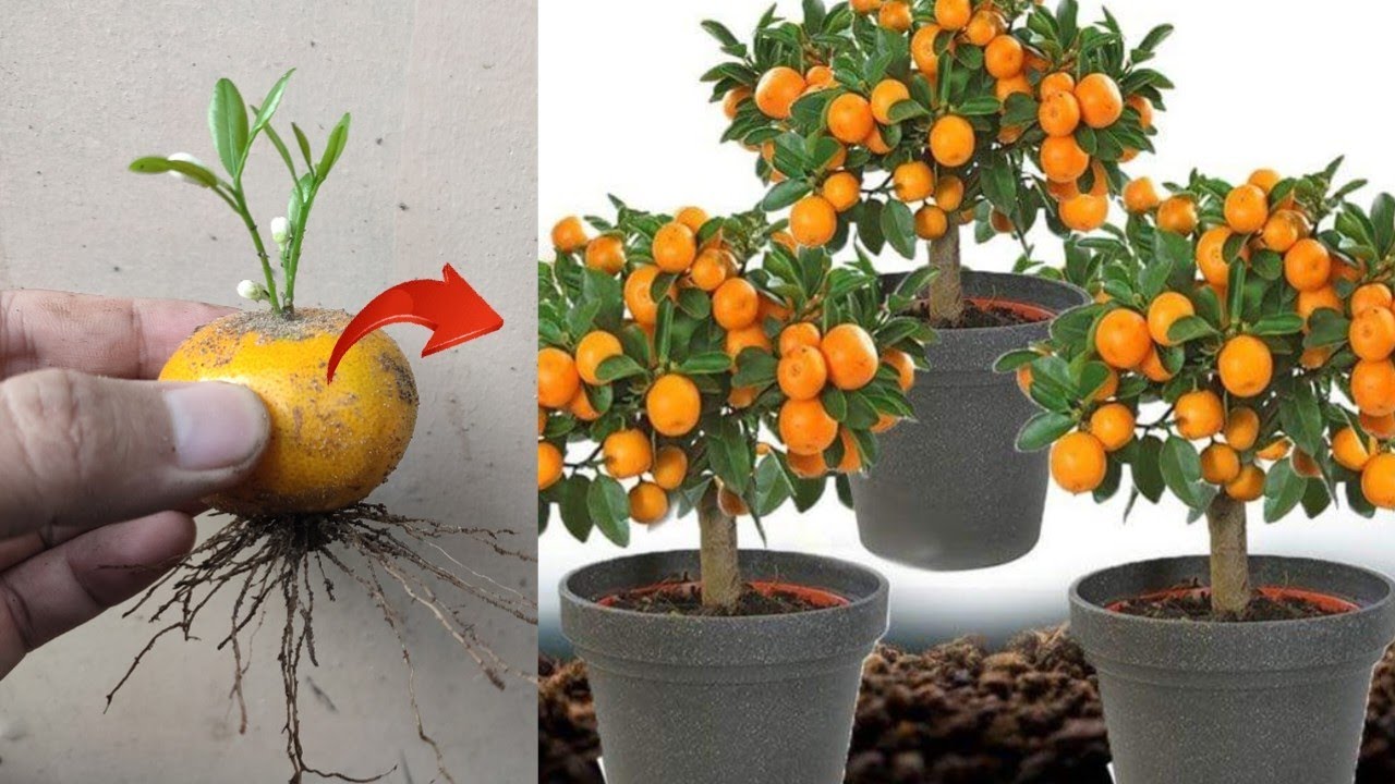 Cum să transformi o sămânță de portocală într-un copac: sfaturile noastre pentru cultivarea portocaliilor în grădina ta.