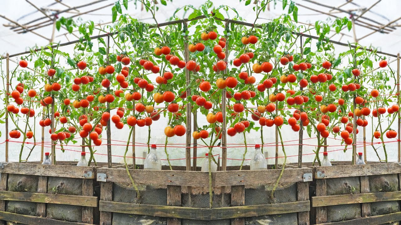 Cercetătorii au inventat un sistem de cultivare a roșiilor care permite utilizarea unei cantități de apă și îngrășăminte de două ori mai mici.