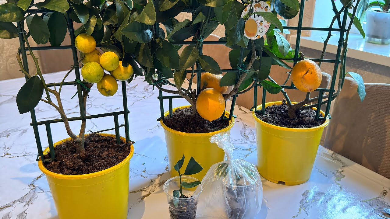 Bateți 3 cuie în trunchiul unui lămâi: de ce este recomandat și care sunt riscurile.