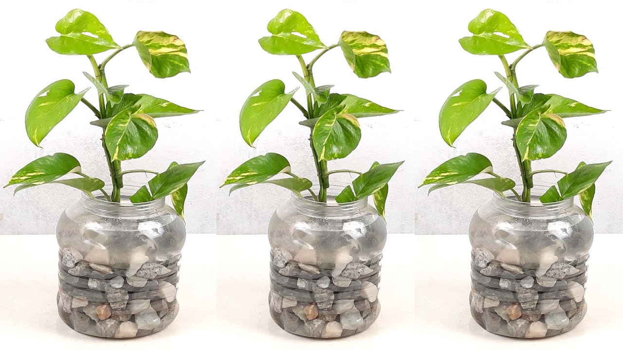 O plantă care purifică aerul din casa ta și arată minunat într-o vază.