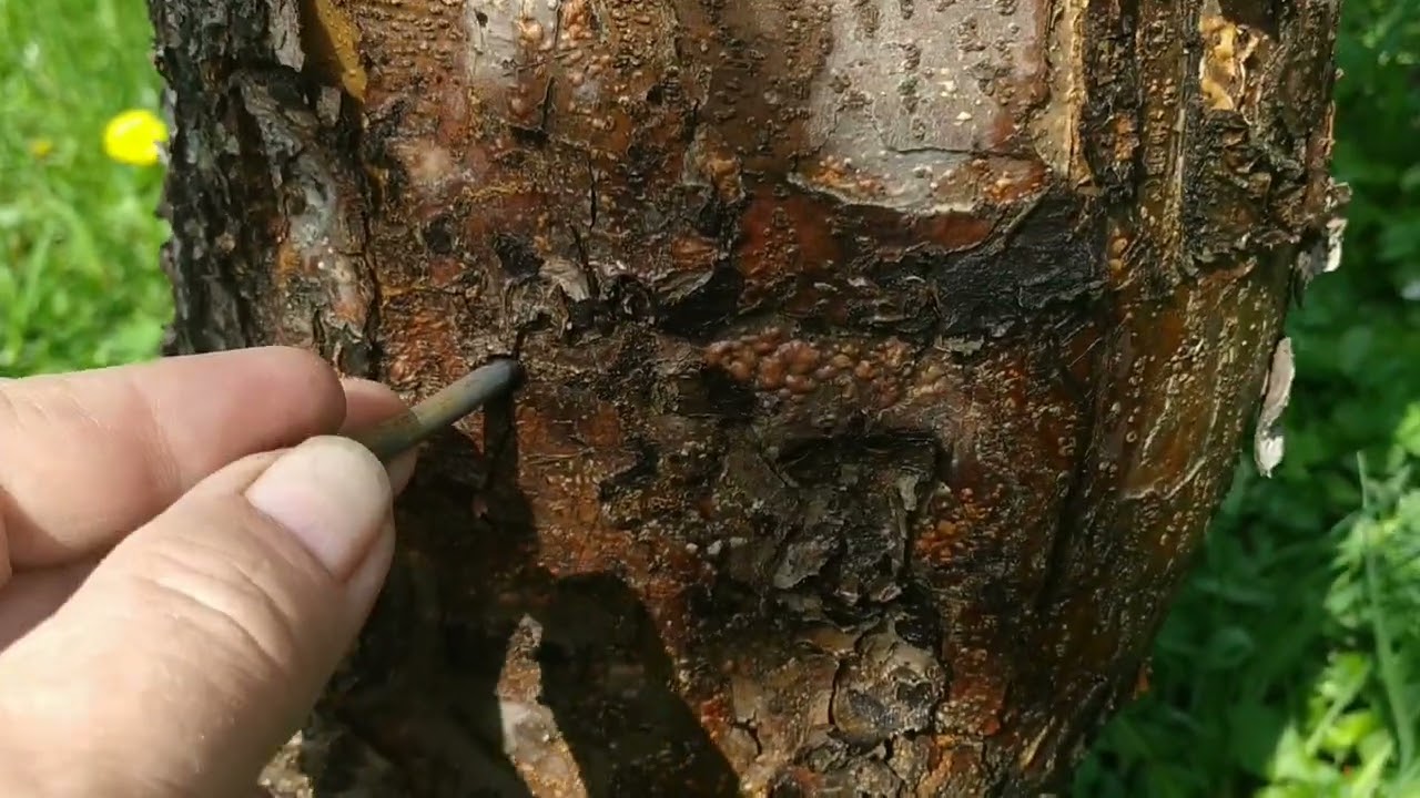 Bateți 3 cuie în trunchiul unui lămâi: de ce să faceți acest lucru și de ce este recomandat.