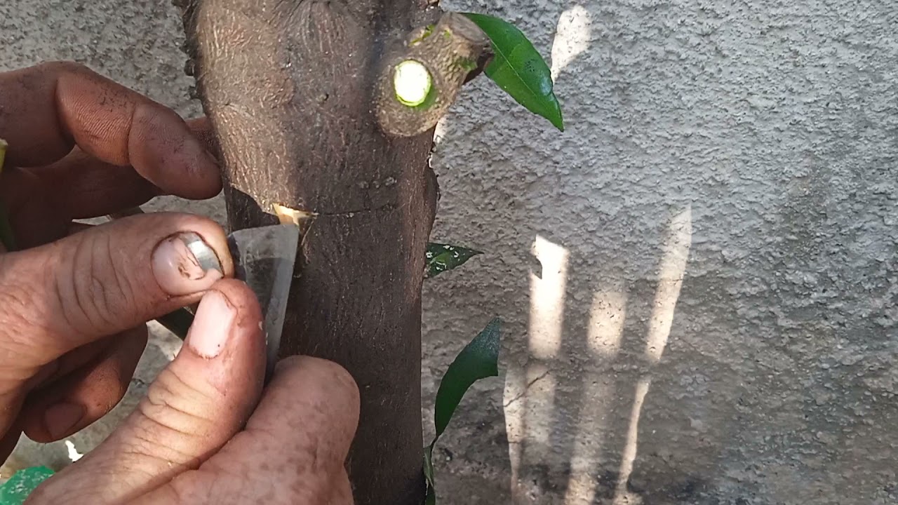 Bateți 3 cuie în trunchiul unui lămâi: de ce să faceți acest lucru și de ce este recomandat.