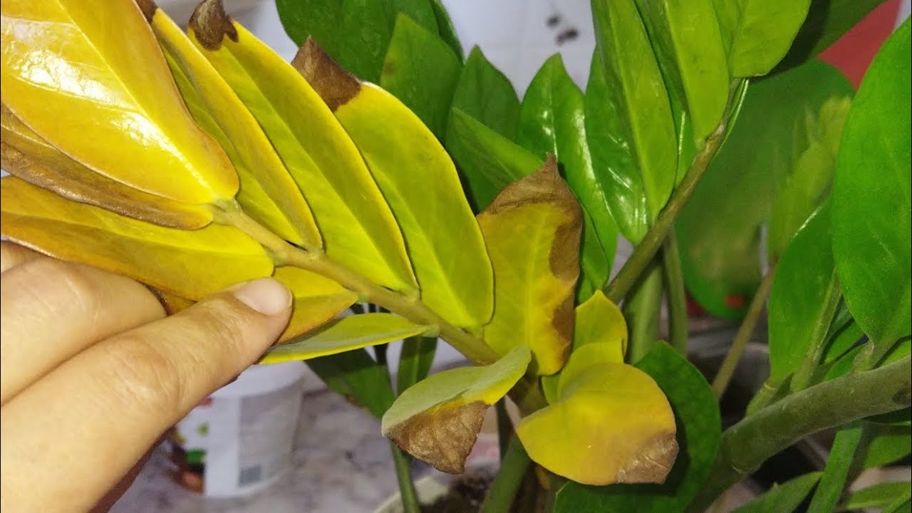 Ce înseamnă îngălbenirea vârfurilor frunzelor plantelor dvs. și cum se poate remedia acest lucru.