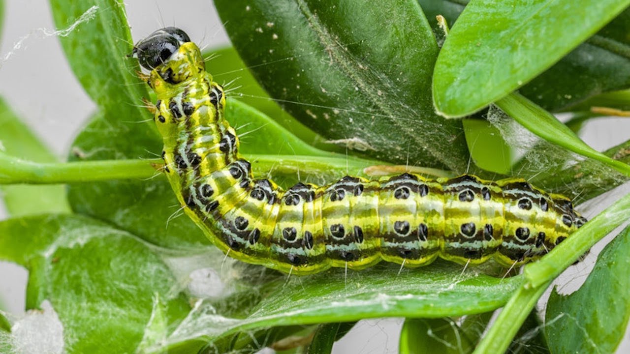 Frigul nu le va ucide. După iarnă, udați buștenii cu această soluție – larvele vor muri una câte una.