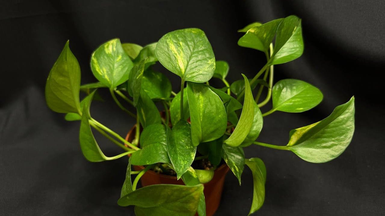 Udarea solului scindapsusului cu apă de orez: de ce este recomandată și la ce este utilă.