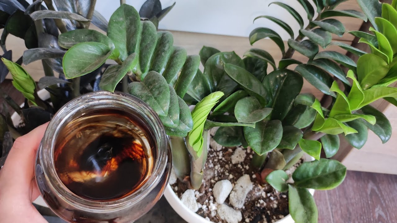 După adăugarea acestui nutrient, zamioculcasele dvs. vor produce foarte repede o mulțime de frunze noi. Grădinarul vă sfătuiește: „Adăugați-l în ghiveci chiar acum”.