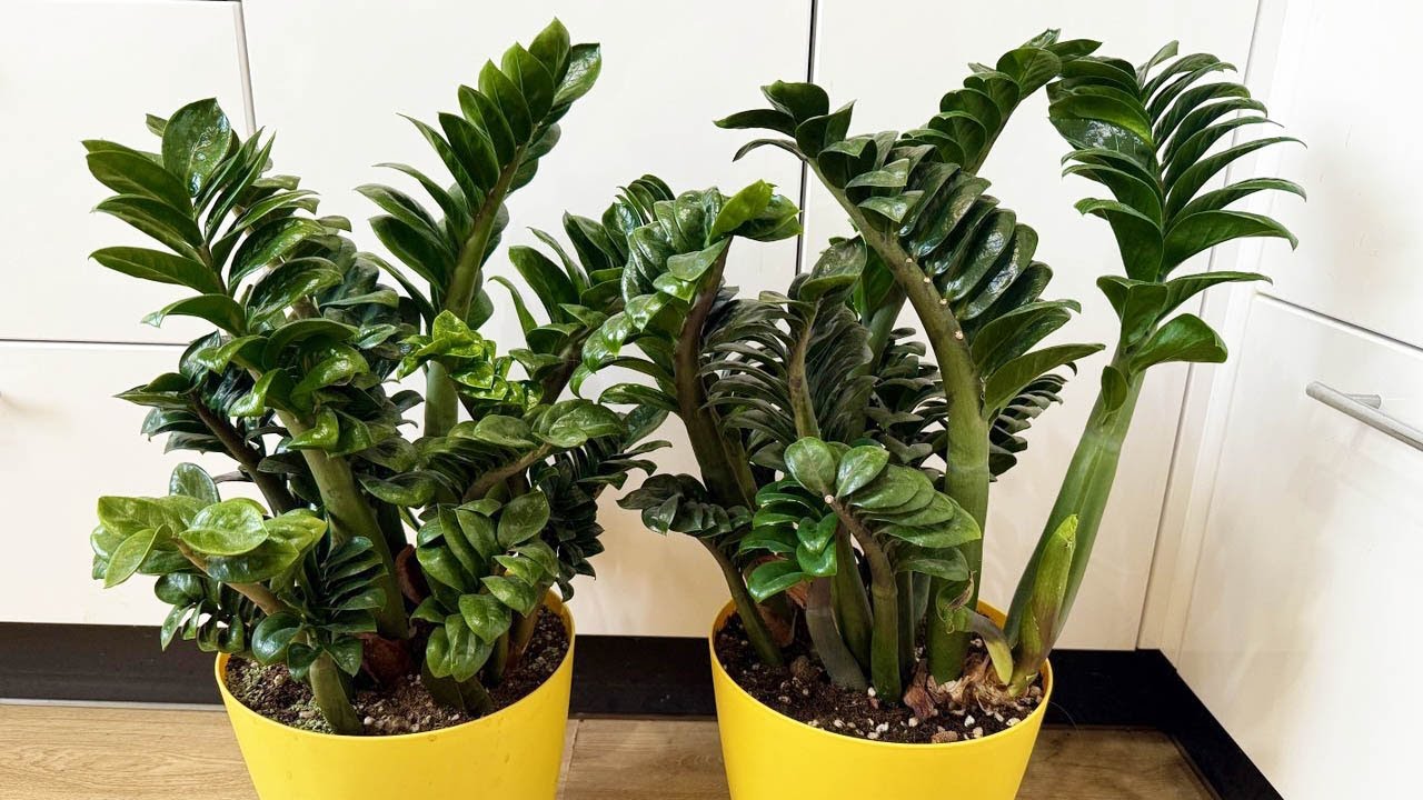 După adăugarea acestui nutrient, zamioculcasele dvs. vor produce foarte repede o mulțime de frunze noi. Grădinarul vă sfătuiește: „Adăugați-l în ghiveci chiar acum”.