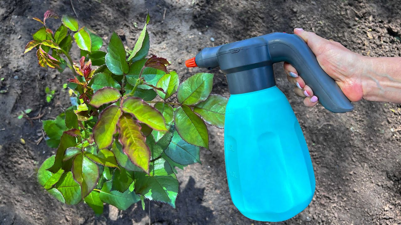 Cel mai important lucru este să pulverizați copacii fructiferi și arbuștii cu ulei. Acest lucru vă va scăpa de afide, acarieni și purici.