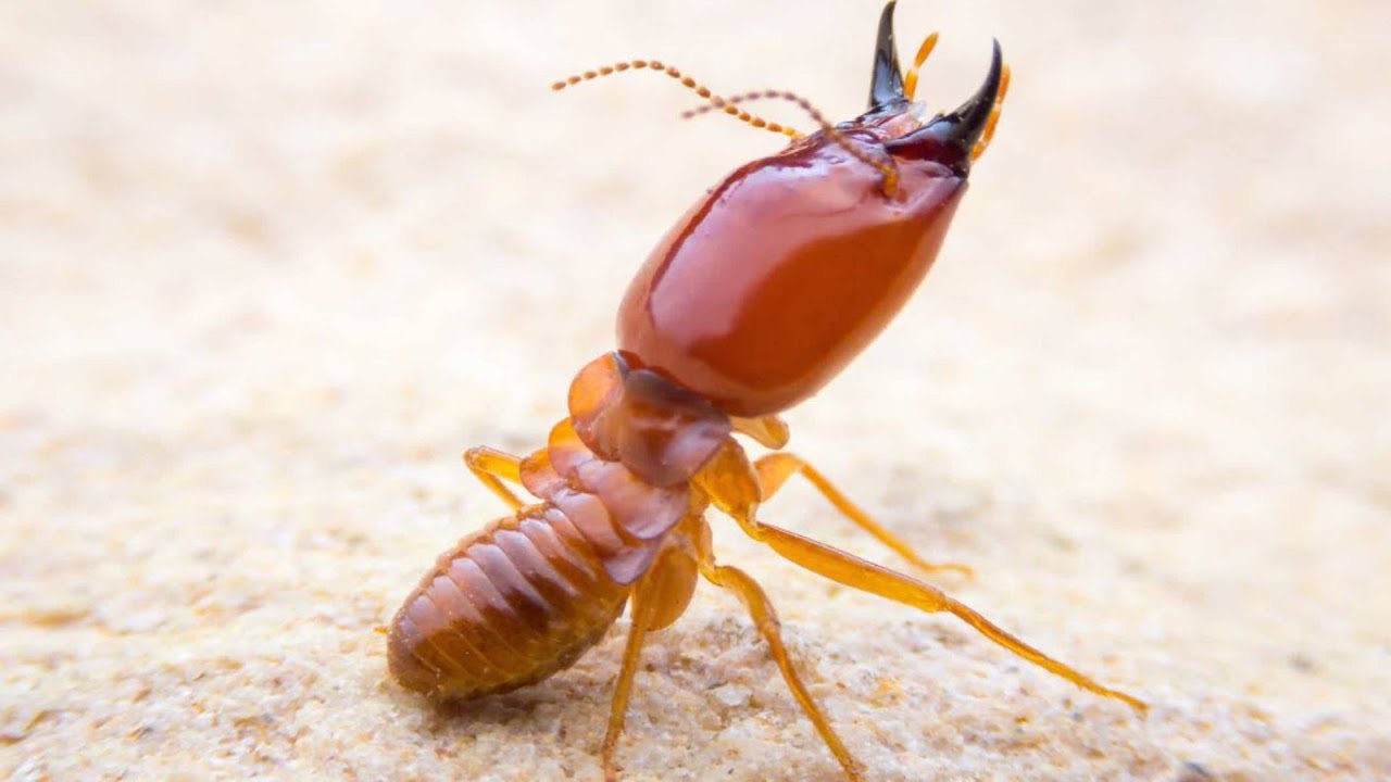 Conform unui studiu realizat de universitate, termitele invazive își extind prezența în Florida.