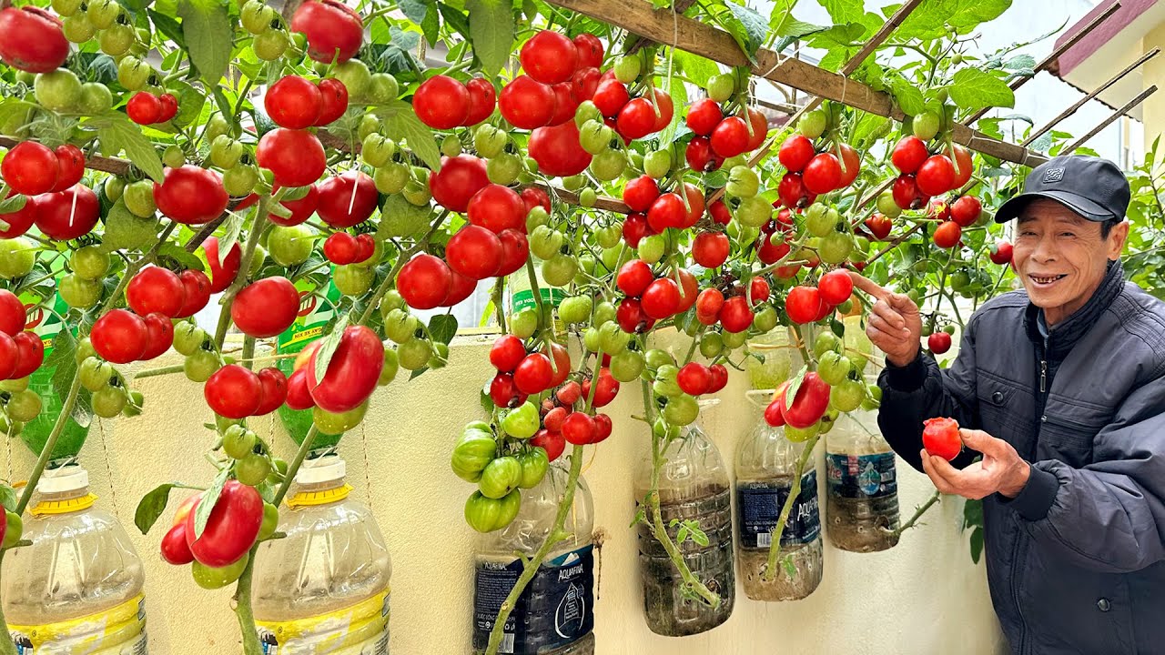 Cercetătorii au inventat un sistem de cultivare a roșiilor care permite utilizarea unei cantități de apă și îngrășăminte de două ori mai mici.