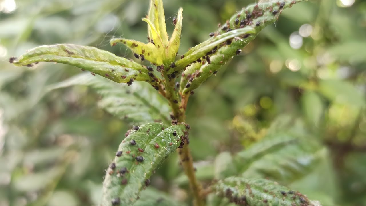 Cel mai important lucru este să pulverizați copacii fructiferi și arbuștii cu ulei. Acest lucru vă va scăpa de afide, acarieni și purici.