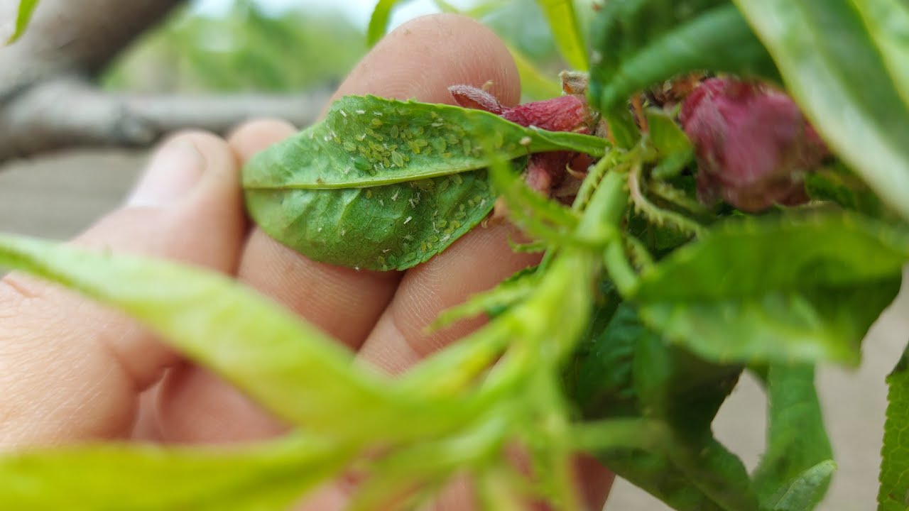 Cel mai important lucru este să pulverizați copacii fructiferi și arbuștii cu ulei. Acest lucru vă va scăpa de afide, acarieni și purici.