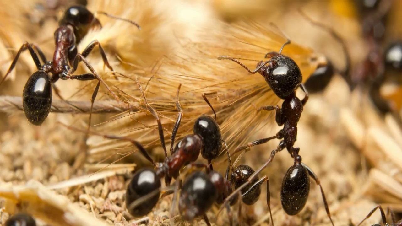 Iată cum se adaptează furnicile la orice colț al planetei: care este secretul evoluției lor?