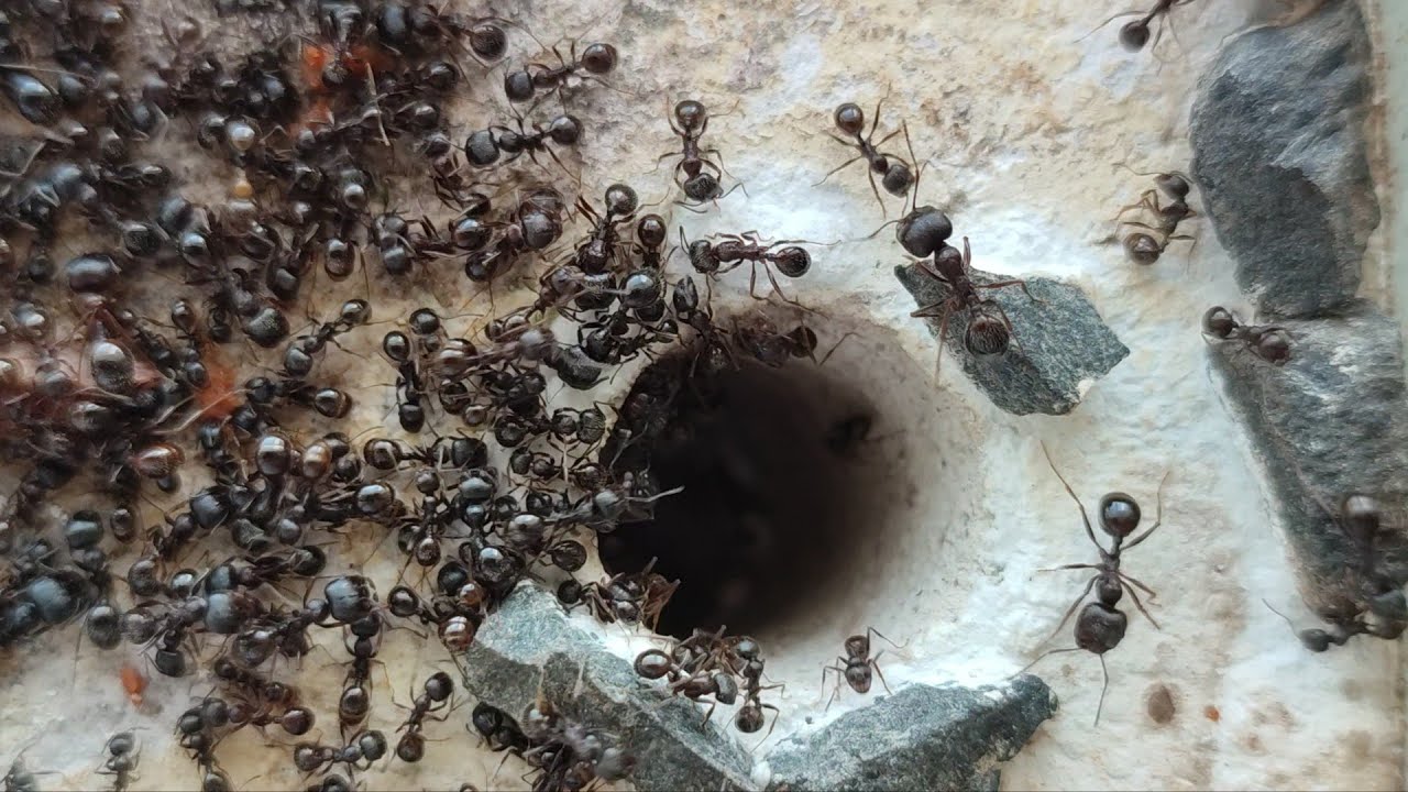 Iată cum se adaptează furnicile la orice colț al planetei: care este secretul evoluției lor?