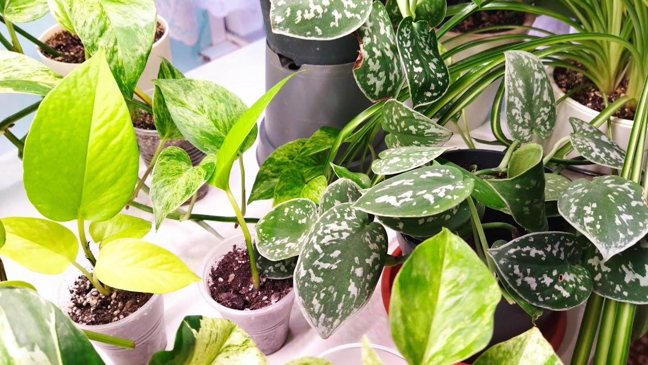 Nu este doar pentru decor: ce sens are să pui o plantă scindapsus lângă ușă?