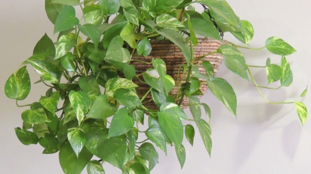 Nu este doar pentru decor: ce sens are să pui o plantă scindapsus lângă ușă?