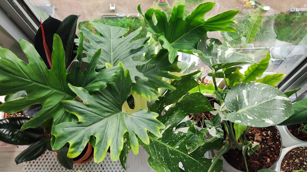 Ce plante de interior sunt cele mai potrivite pentru un apartament mic?