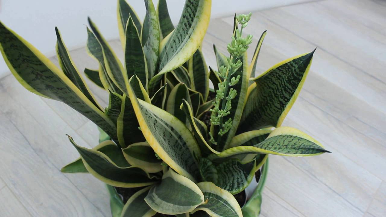 Ce plante de interior sunt cele mai potrivite pentru un apartament mic?