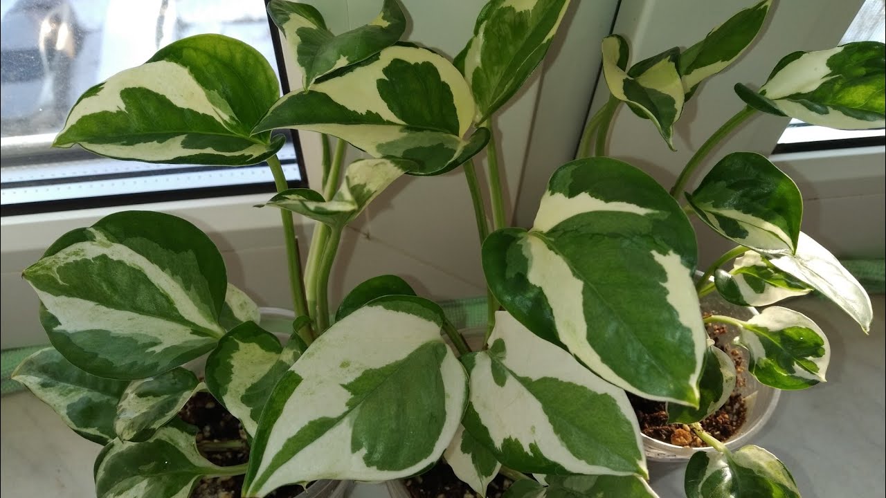 Această plantă, care crește în ghiveci, nu necesită îngrijire și este ideală pentru balcoane mici.